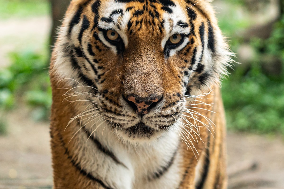 Ranthambore to Jaipur Taxi Service
